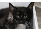 Adopt RuPaw a All Black Domestic Shorthair / Domestic Shorthair / Mixed cat in
