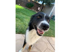 Adopt Bubba a Black Border Collie / Mixed dog in Fresno, CA (41263193)