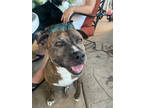 Adopt Ace a Brindle American Pit Bull Terrier / Mixed Breed (Medium) / Mixed
