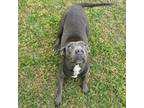 Adopt Gloria a Black American Pit Bull Terrier / Mixed Breed (Medium) / Mixed