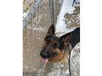 Adopt Zeus a Black German Shepherd Dog / Mixed dog in Manitowoc, WI (40608354)