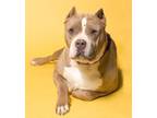 Adopt Bella a Black Mixed Breed (Medium) / Mixed dog in Santa Paula