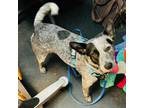 Adopt Gabby a Black Australian Cattle Dog / Mixed dog in Baraboo, WI (41203071)