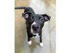 Adopt Nabisco a Black Mixed Breed (Large) / American Pit Bull Terrier / Mixed
