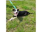 Adopt Zelena a Black Mixed Breed (Medium) / Mixed Breed (Medium) / Mixed (short