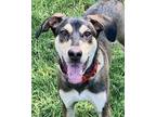 Adopt Tori *VIP* a Black Boston Terrier / Boxer / Mixed dog in Houston