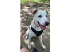 Adopt Snow a White Labrador Retriever / Mixed dog in Kyle, TX (41263601)