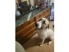 Adopt Eros a White - with Brown or Chocolate Great Pyrenees / Anatolian Shepherd