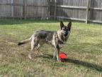 Adopt Kratos a Black - with Tan, Yellow or Fawn German Shepherd Dog / Mixed dog