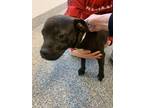 Adopt hermione a Mixed Breed (Medium) / Mixed dog in Angola, IN (41262471)