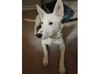 Adopt Alfie a White - with Black Australian Shepherd / Mixed Breed (Medium) /