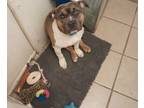 Adopt Chowder a Brindle - with White American Staffordshire Terrier / Mixed dog