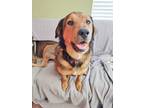 Adopt Nixon a Tricolor (Tan/Brown & Black & White) German Shepherd Dog / Hound