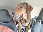 Adopt Mojo a Tricolor (Tan/Brown & Black & White) German Shepherd Dog / Hound