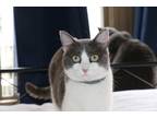 Adopt Venus a Gray or Blue Domestic Shorthair / Mixed (medium coat) cat in