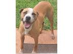 Adopt Beasley a Tan/Yellow/Fawn - with White American Pit Bull Terrier / Mixed