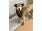 Adopt Berlinto a Gray/Blue/Silver/Salt & Pepper Mixed Breed (Large) / Mixed dog