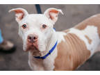 Adopt Shane a White Mixed Breed (Large) / Mixed dog in West Chester