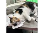 Adopt Dolly M a White Domestic Shorthair / Domestic Shorthair / Mixed cat in