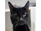 Adopt Willy a All Black Domestic Shorthair / Domestic Shorthair / Mixed cat in