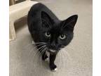 Adopt Louise a All Black Domestic Shorthair / Domestic Shorthair / Mixed cat in