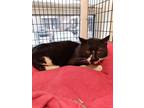 Adopt Cooper a All Black Domestic Shorthair / Domestic Shorthair / Mixed cat in