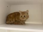 Adopt Jud a Orange or Red Domestic Shorthair / Domestic Shorthair / Mixed cat in