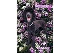 Adopt ROXANNE a Black Standard Poodle / Mixed dog in Redington Beach