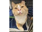Adopt Vincent a Orange or Red Domestic Shorthair / Mixed Breed (Medium) / Mixed