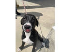 Adopt Dee a Black Labrador Retriever / Mixed dog in Brunswick, GA (41246089)