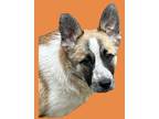 Adopt Buck a Tricolor (Tan/Brown & Black & White) Cattle Dog / Sheltie