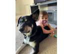 Adopt Ella a Black - with White Labrador Retriever / Husky / Mixed dog in