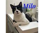 Adopt Milo a Black & White or Tuxedo Domestic Shorthair (short coat) cat in