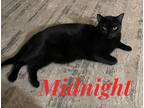 Adopt Midnight a All Black Domestic Shorthair (short coat) cat in schenectady