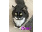 Adopt Remi a Black & White or Tuxedo Domestic Longhair (long coat) cat in