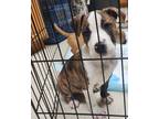 Adopt Raider a White - with Brown or Chocolate Pit Bull Terrier / Mixed dog in