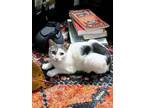 Adopt Pip a White (Mostly) American Shorthair (short coat) cat in Brooklyn