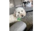 Adopt Honey a Red/Golden/Orange/Chestnut - with White Goldendoodle / Mixed dog