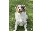 Adopt Bruno a Tricolor (Tan/Brown & Black & White) Australian Shepherd / Mixed