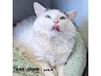 Adopt Merlin a Domestic Mediumhair / Mixed cat in Lexington, KY (41263060)
