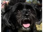 Adopt Harold a Black - with White Shih Tzu / Poodle (Miniature) / Mixed dog in