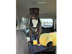 Adopt Titan a Black - with White American Pit Bull Terrier / Mixed dog in Fort