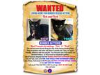 Adopt Tick a All Black Domestic Shorthair (short coat) cat in Fresh Meadows