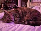 Adopt Pumpkin a Tortoiseshell American Shorthair / Mixed (short coat) cat in