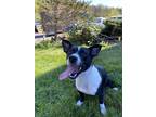 Adopt Ellie a Black - with White Boxer / Dachshund / Mixed dog in Lindenwold