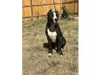 Adopt Blade a Black - with White American Pit Bull Terrier / Mixed dog in