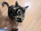 Adopt Gracie a Tortoiseshell American Shorthair / Mixed (short coat) cat in