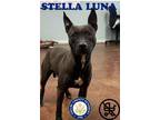 Adopt RC#3 Stella Luna a Black American Pit Bull Terrier / Mixed dog in