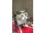 Adopt Scarecrow a Domestic Shorthair / Mixed (short coat) cat in Batesville
