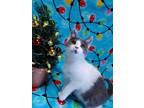 Adopt Jenny a Gray or Blue (Mostly) Domestic Shorthair (short coat) cat in